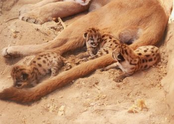 En Sonora se impulsa la conservación y bienestar animal con nacimiento de nuevas crías en el Centro Ecológico