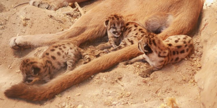 En Sonora se impulsa la conservación y bienestar animal con nacimiento de nuevas crías en el Centro Ecológico