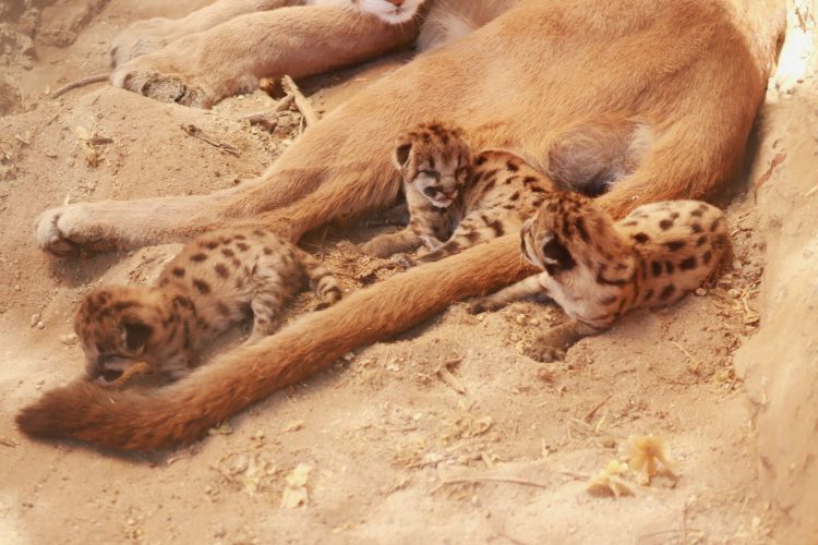 En Sonora se impulsa la conservación y bienestar animal con nacimiento de nuevas crías en el Centro Ecológico