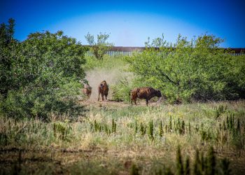 Gobernador Durazo y Gobierno de México fortalecen la conservación del bisonte en Sonora