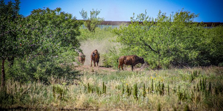 Gobernador Durazo y Gobierno de México fortalecen la conservación del bisonte en Sonora