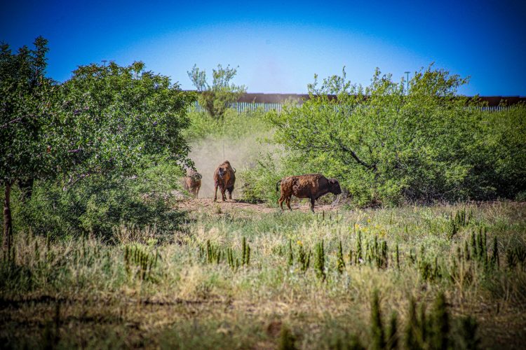 Gobernador Durazo y Gobierno de México fortalecen la conservación del bisonte en Sonora