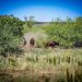 Gobernador Durazo y Gobierno de México fortalecen la conservación del bisonte en Sonora