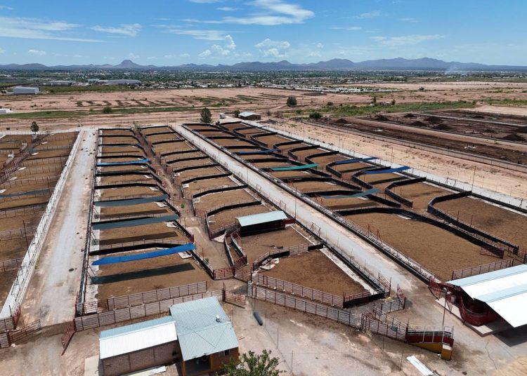 Durazo y Sheinbaum duplican la capacidad de cuarentenaria ganadera de Agua Prieta