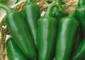 chiles jalapeños de varios restaurantes son retirados por posible brote de salmonela