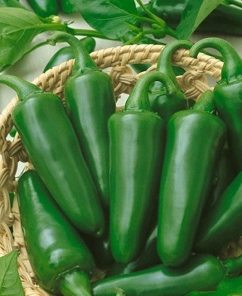chiles jalapeños de varios restaurantes son retirados por posible brote de salmonela