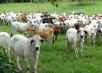 Alerta por Gusano Barrenador, llega a 79 casos en Chihuahua; invade la Capital