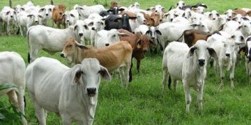 Alerta por Gusano Barrenador, llega a 79 casos en Chihuahua; invade la Capital