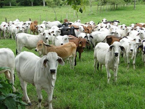 Alerta por Gusano Barrenador, llega a 79 casos en Chihuahua; invade la Capital