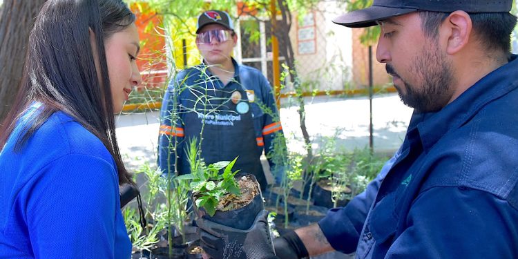 Donará Ayuntamiento de Hermosillo árboles nativos en el Vivero Municipal