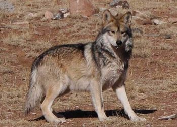 Preocupan a ambientalistas la muerte de una loba mexicana protegida en Arizona