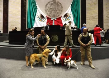 Diputados aprueban reformas en materia de protección de animales