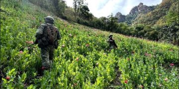 El Gabinete de Seguridad del Gobierno de México informa acciones relevantes en Sonora (Cajeme, SLRC, Plutarco Elías Calles) y otros estados.