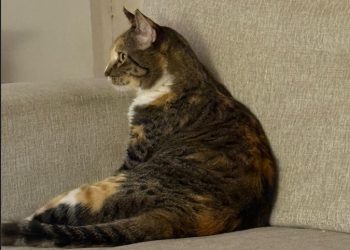El Día Internacional del Gato se celebra el 8 de agosto de cada año