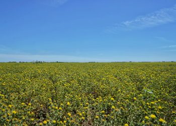 Gobierno de Sonora impulsa reconversión productiva con siembra histórica de cártamo