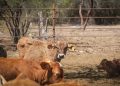 Anuncian reapertura de exportación de ganado por Nogales y retoman cruces en Agua Prieta