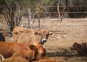Anuncian reapertura de exportación de ganado por Nogales y retoman cruces en Agua Prieta