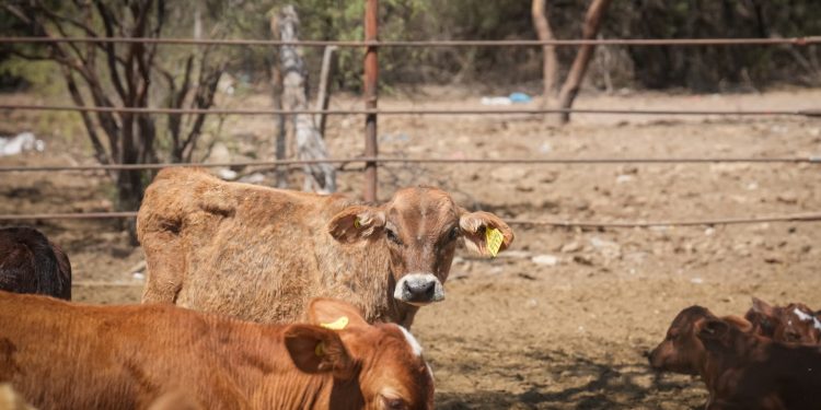 Anuncian reapertura de exportación de ganado por Nogales y retoman cruces en Agua Prieta